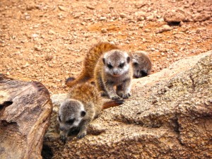 Bioparc Valencia