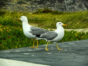 Discover Peniche Portugal