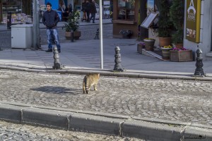 The cats of Istanbul