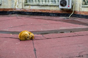 The cats of Istanbul