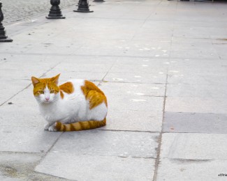 The cats of Istanbul