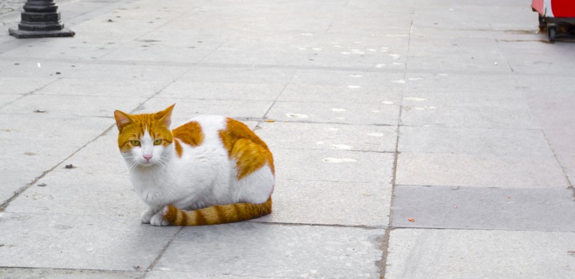 The cats of Istanbul