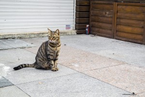 The cats of Istanbul