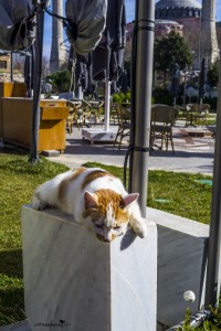 The cats of Istanbul