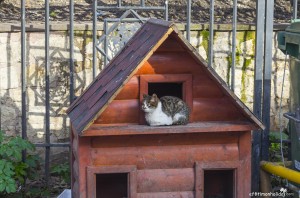 The cats of Istanbul