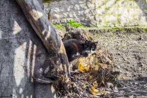 The cats of Istanbul