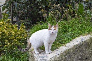 The cats of Istanbul