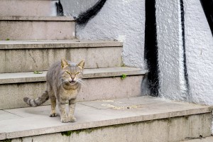 The cats of Istanbul