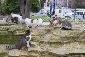 The cats of Istanbul