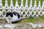 The cats of Istanbul
