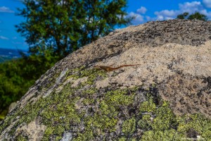 The Almendres Cromlech, a unique and unknown attraction in Portugal