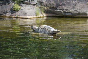 Lazy seal at the Skansen museum in Stockholm