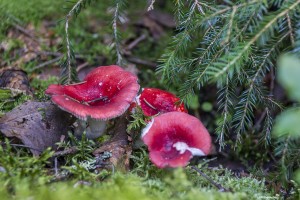 Mushrooms at Nuuksio National Park