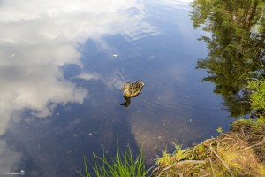 Wildlife at the Nuuksio National Park. The hungry duck that ate a cereal bar from my hand.