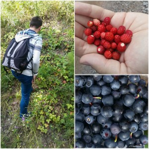 Picking berries at the Nuuksio National Park