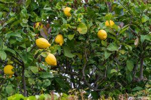 Lemons in Capri