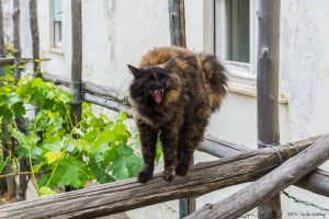 A vicious cat in Capri