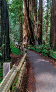 Muir Woods, California