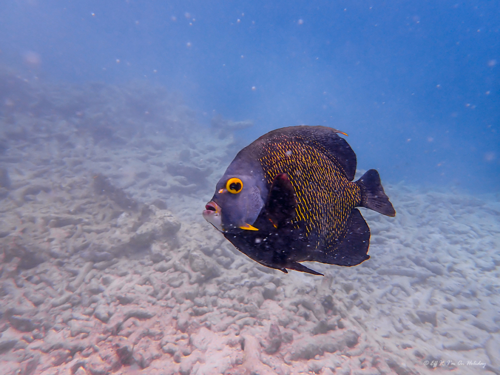 Fish underwater in Bonaire