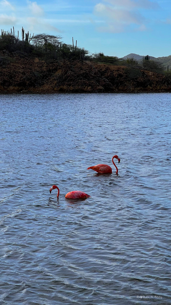 Flamingos in Bonaire