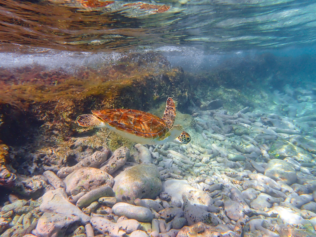 Turtle in Bonaire