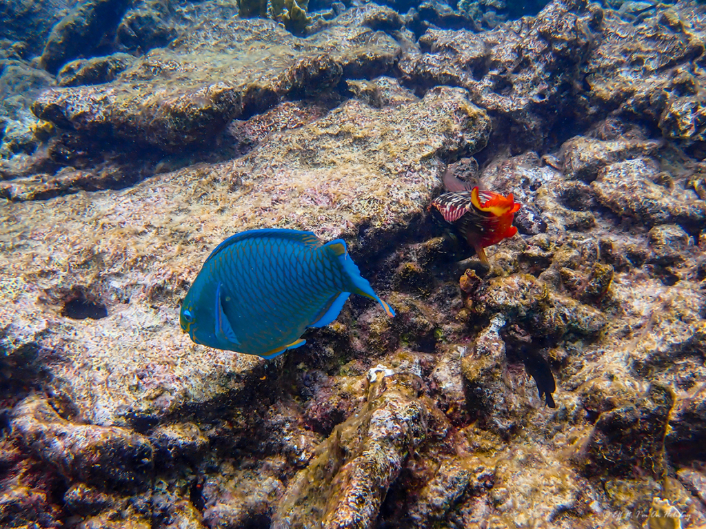 Fish underwater in Bonaire