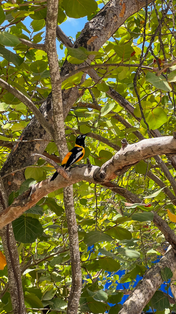 Bird in Curacao