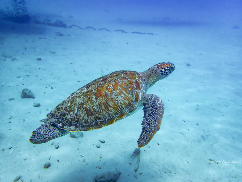 Turtle in Curacao