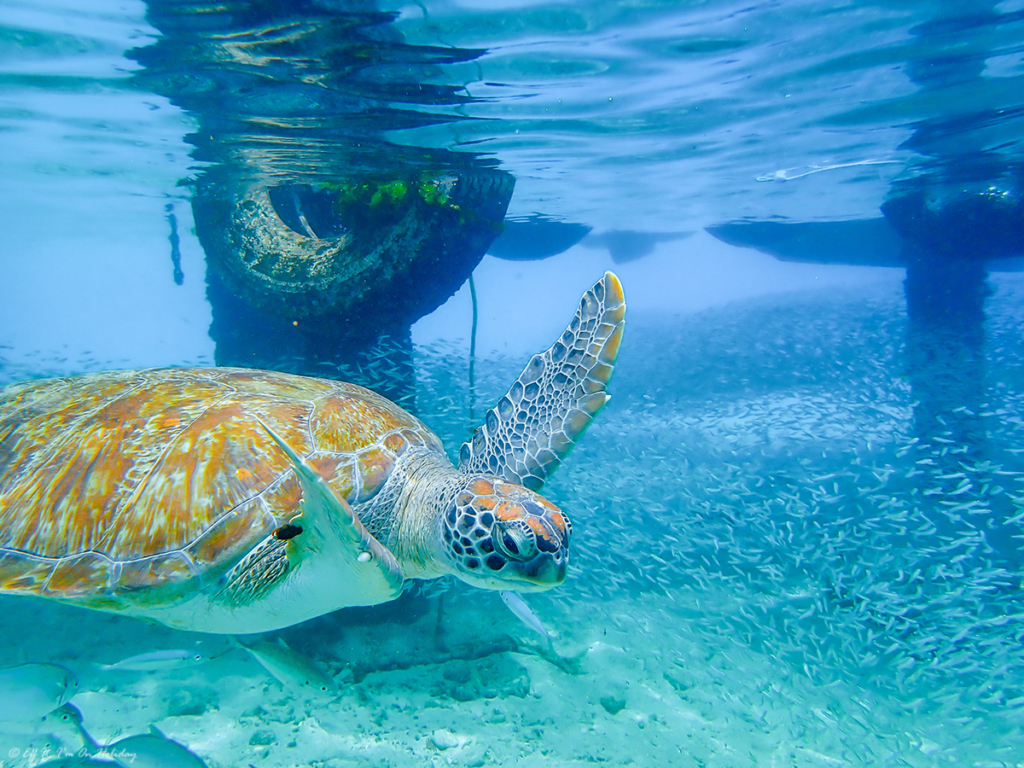 Turtle in Curacao