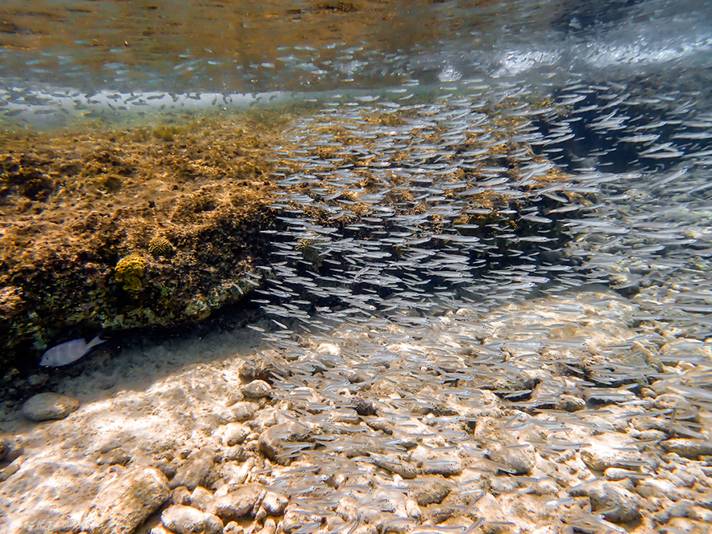 Snorkeling in Curacao